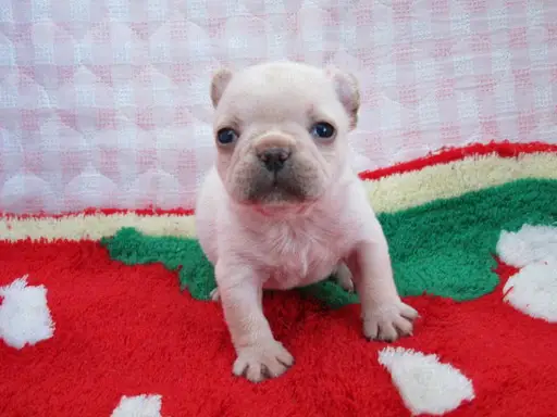 フレンチ・ブルドッグの子犬販売