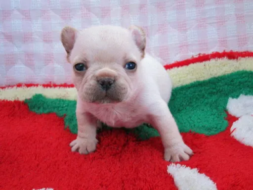フレンチ・ブルドッグのサムネイル画像2