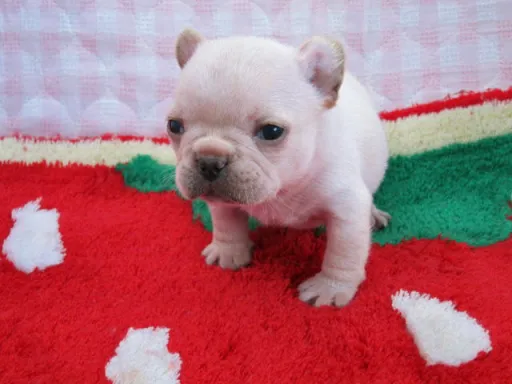 フレンチ・ブルドッグのサムネイル画像4