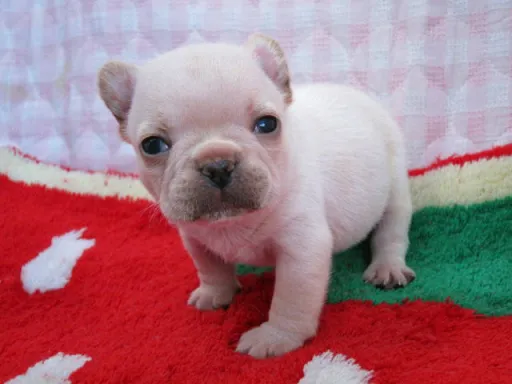フレンチ・ブルドッグのサムネイル画像5