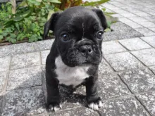 フレンチ・ブルドッグ