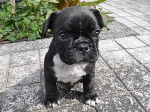 フレンチ・ブルドッグのサムネイル画像1