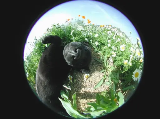 ラブラドールレトリバー
「河原にて」7