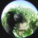 ラブラドールレトリバー
「河原にて」7