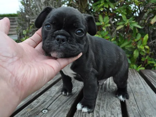 フレンチ・ブルドッグのサムネイル画像2