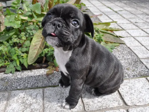 フレンチ・ブルドッグのサムネイル画像6