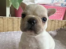 フレンチ・ブルドッグ