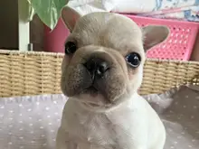 フレンチ・ブルドッグ