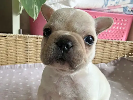 フレンチ・ブルドッグの子犬販売