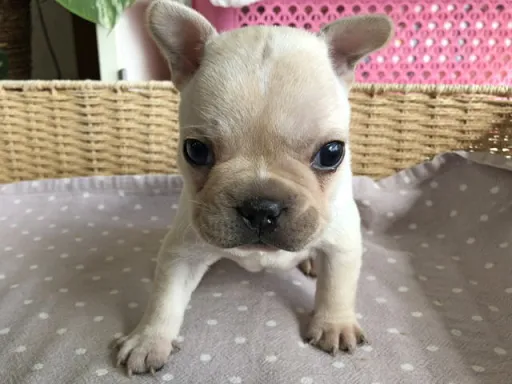 フレンチ・ブルドッグのサムネイル画像3