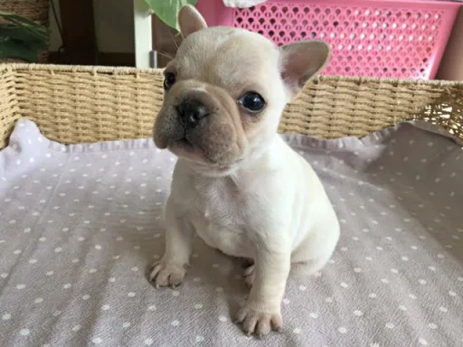 フレンチ・ブルドッグのサムネイル画像4