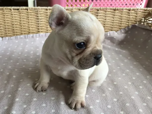 フレンチ・ブルドッグのサムネイル画像5