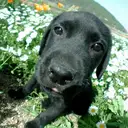 ラブラドールレトリバー
「河原にて」6