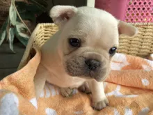 フレンチ・ブルドッグ