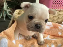 フレンチ・ブルドッグ