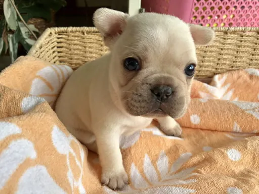 フレンチ・ブルドッグのサムネイル画像2