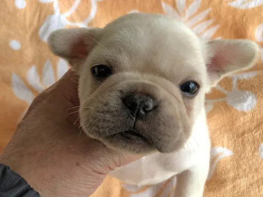 フレンチ・ブルドッグのサムネイル画像3
