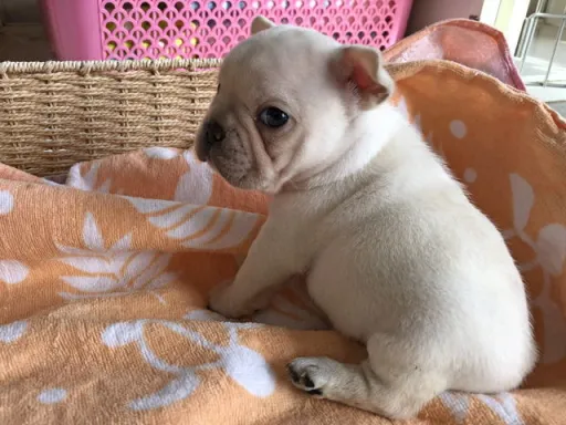 フレンチ・ブルドッグのサムネイル画像4