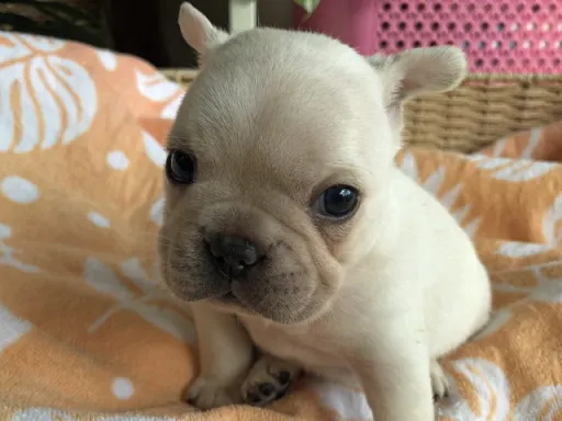 フレンチ・ブルドッグのサムネイル画像6