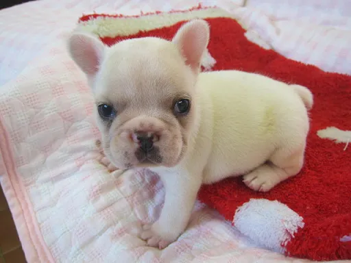 フレンチ・ブルドッグのサムネイル画像1