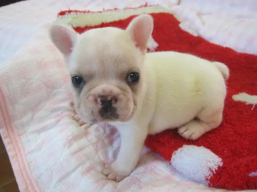 フレンチ・ブルドッグの子犬販売