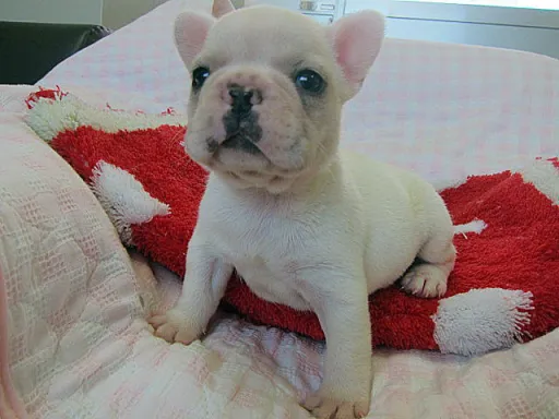 フレンチ・ブルドッグのサムネイル画像2