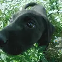 ラブラドールレトリバー
「河原にて」5