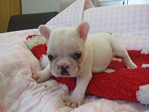 フレンチ・ブルドッグのサムネイル画像4