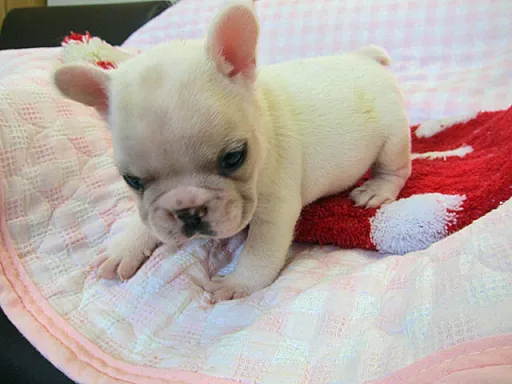 フレンチ・ブルドッグのサムネイル画像5