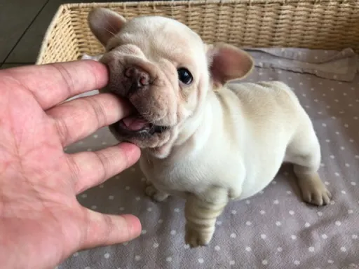 フレンチ・ブルドッグのサムネイル画像2