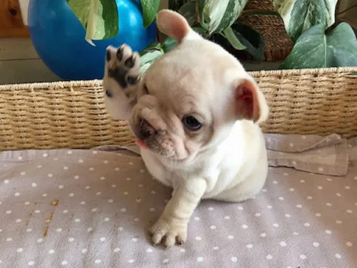 フレンチ・ブルドッグのサムネイル画像5