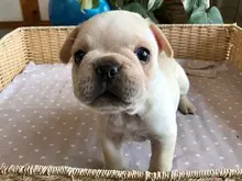 フレンチ・ブルドッグ
