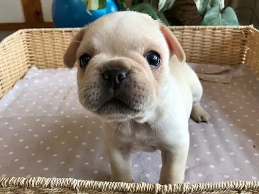 フレンチ・ブルドッグの子犬販売