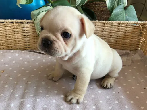 フレンチ・ブルドッグのサムネイル画像2