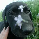 ラブラドールレトリバー
「河原にて」4