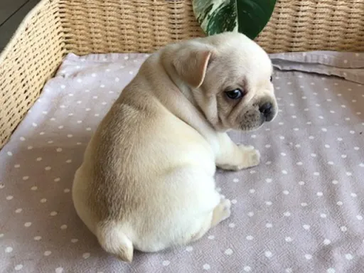 フレンチ・ブルドッグのサムネイル画像3