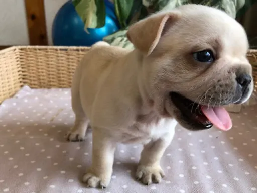 フレンチ・ブルドッグのサムネイル画像6