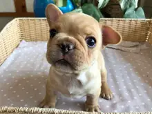 フレンチ・ブルドッグ