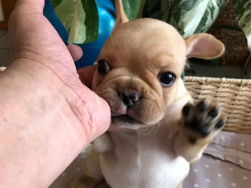 フレンチ・ブルドッグのサムネイル画像2