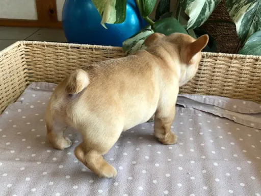 フレンチ・ブルドッグのサムネイル画像4