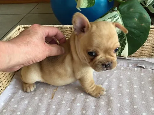 フレンチ・ブルドッグのサムネイル画像5