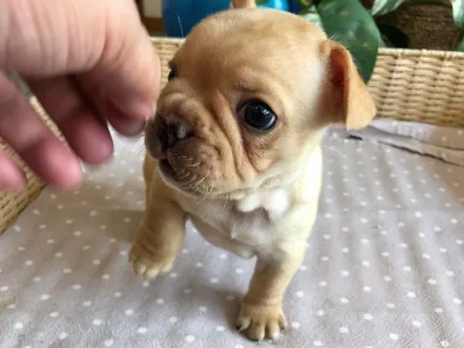 フレンチ・ブルドッグのサムネイル画像6