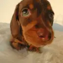 ダックス(チョコタン)
MINIATURE DACHSHUND