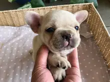 フレンチ・ブルドッグ