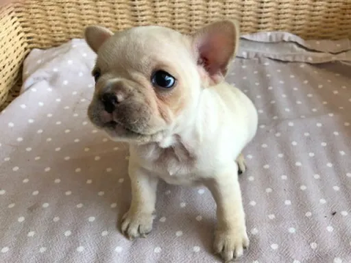 フレンチ・ブルドッグのサムネイル画像2