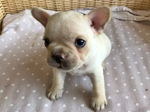 フレンチ・ブルドッグのサムネイル画像3