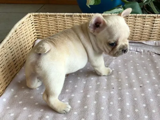 フレンチ・ブルドッグのサムネイル画像4