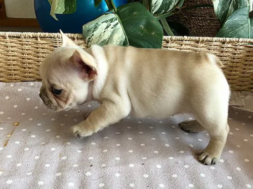 フレンチ・ブルドッグのサムネイル画像5