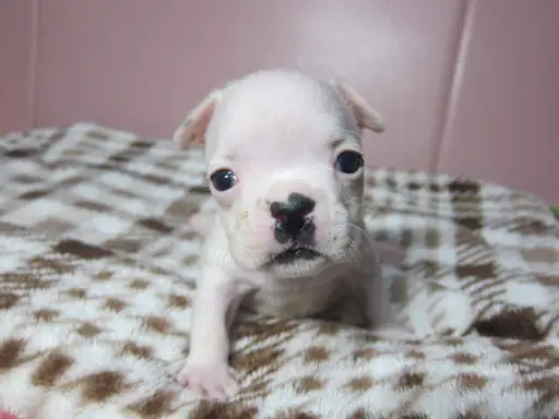 フレンチ・ブルドッグの子犬販売