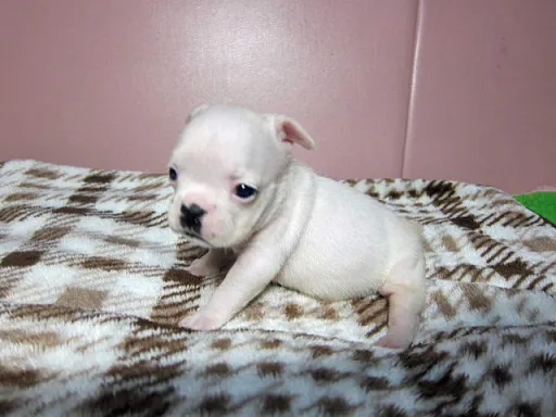 フレンチ・ブルドッグのサムネイル画像2